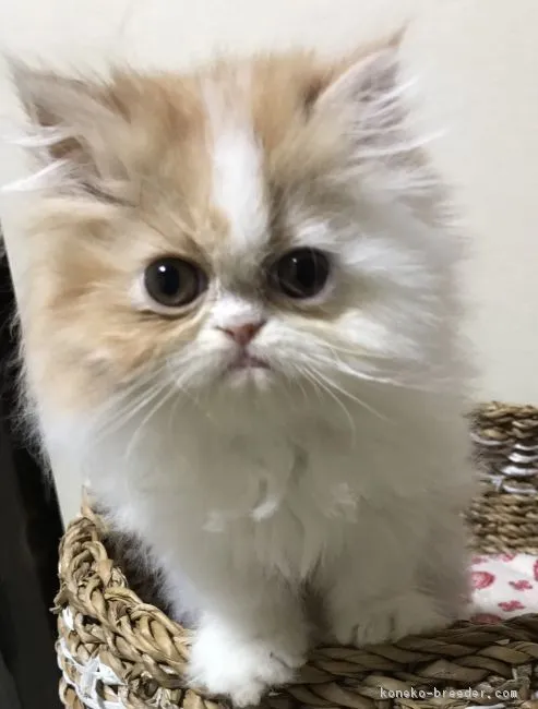 ID：1701-00456の子猫