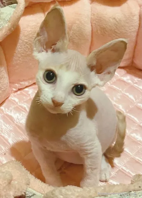 ID:2107-01520の子猫