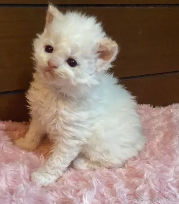 ID：2002-00165の子猫