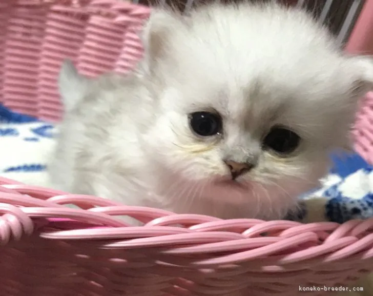 ID:1805-01144の子猫