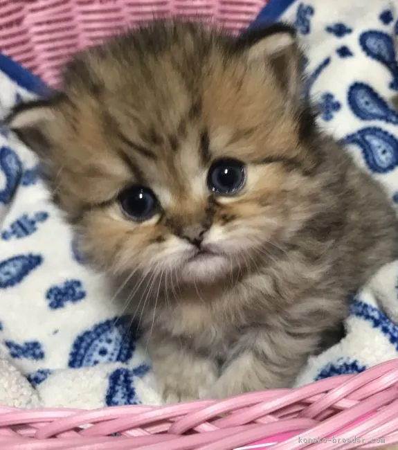ID：1805-01146の子猫