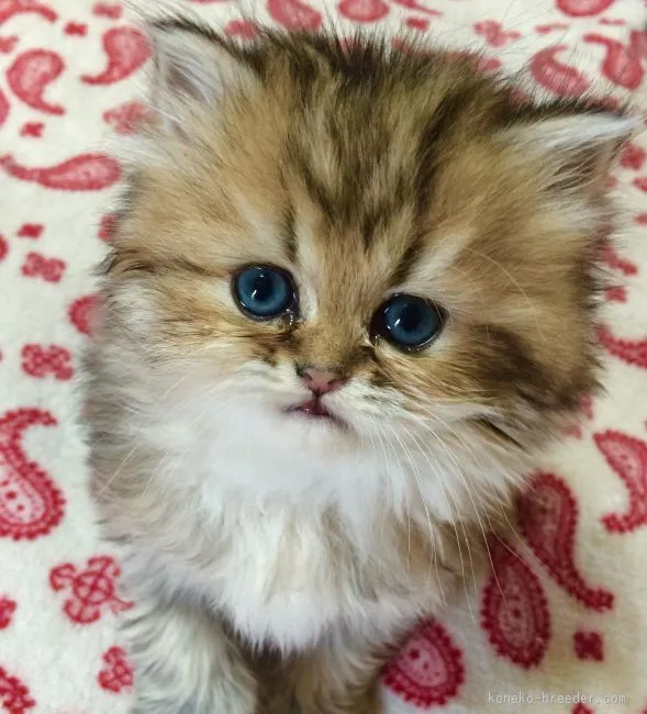 ID：1601-00083の子猫