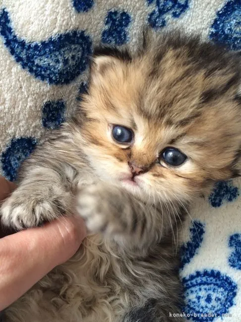 nobu29 様のお迎えした子猫