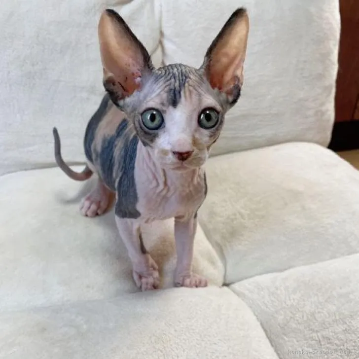 ID:2212-00770の子猫