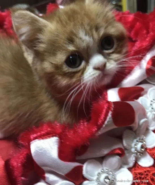 たか 様のお迎えした子猫