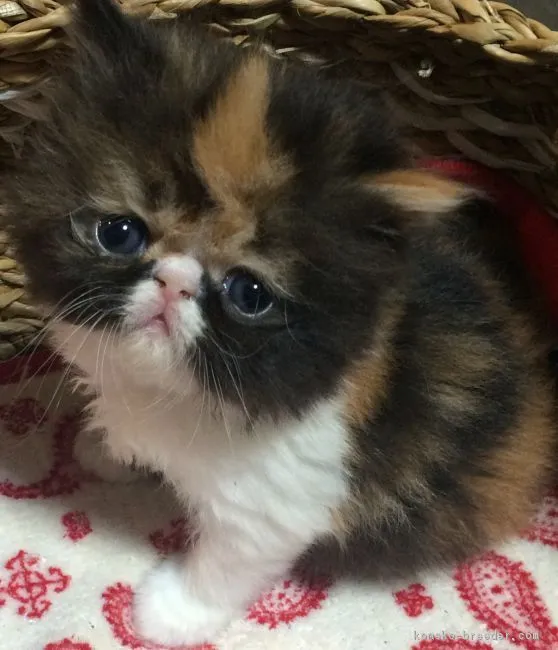 ID：1610-00774の子猫