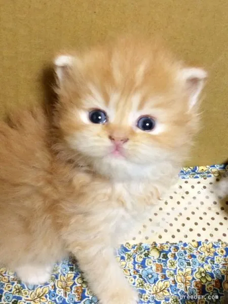 ID：1510-00522の子猫