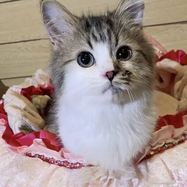 ID：2410-02645の子猫
