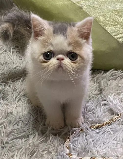 ID：2011-00552の子猫