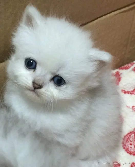ID：1612-00446の子猫
