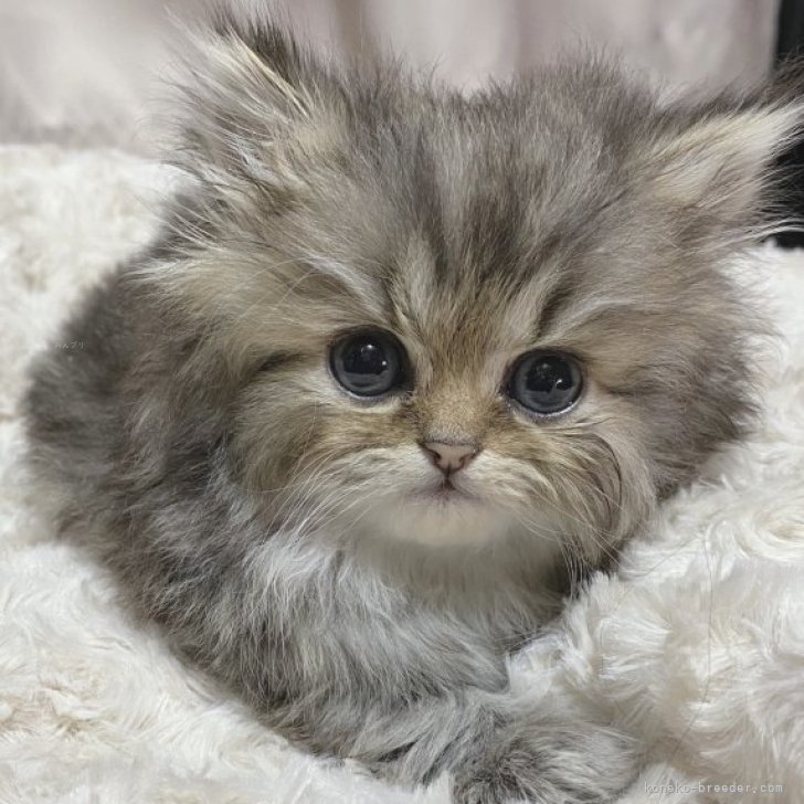 メイ 様のお迎えした子猫