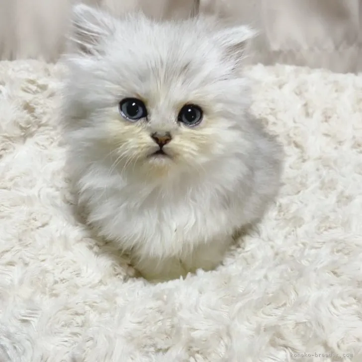 ID：2311-01784の子猫