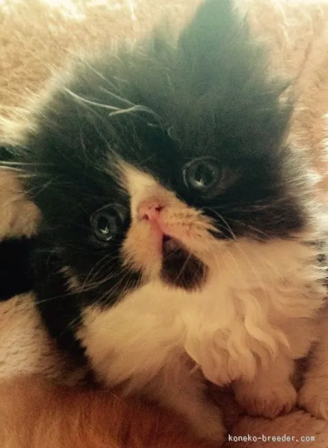 ID:1512-00279の子猫