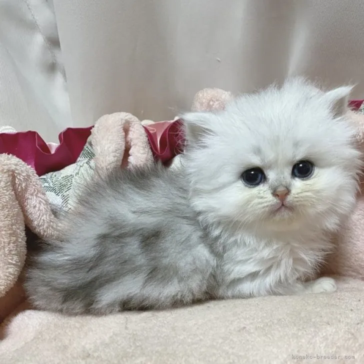 ID:2310-02352の子猫