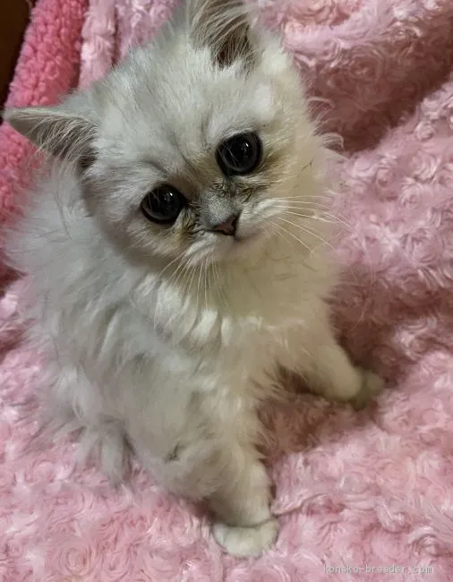 nomoto 様のお迎えした子猫