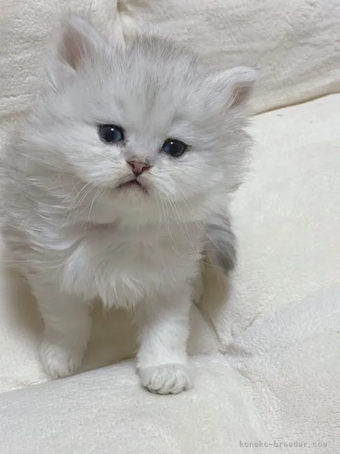 ID：2112-02049の子猫