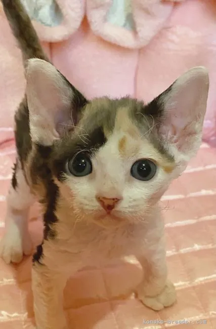 ID：2107-00446の子猫