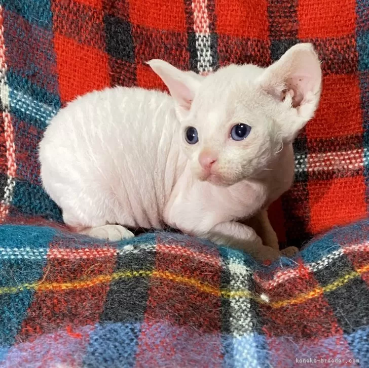 ID：2403-01901の子猫