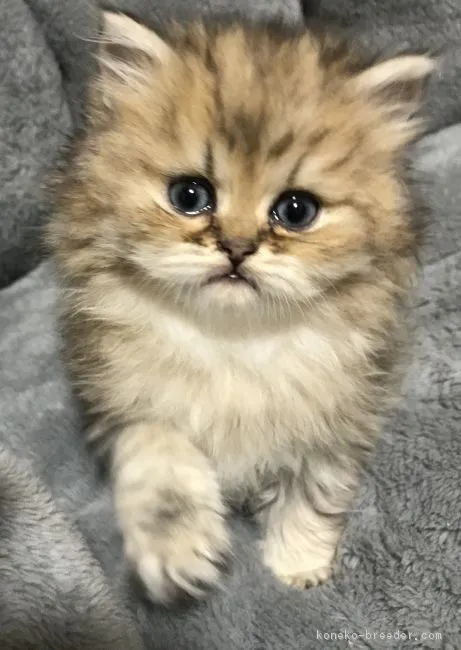 ゆう 様のお迎えした子猫