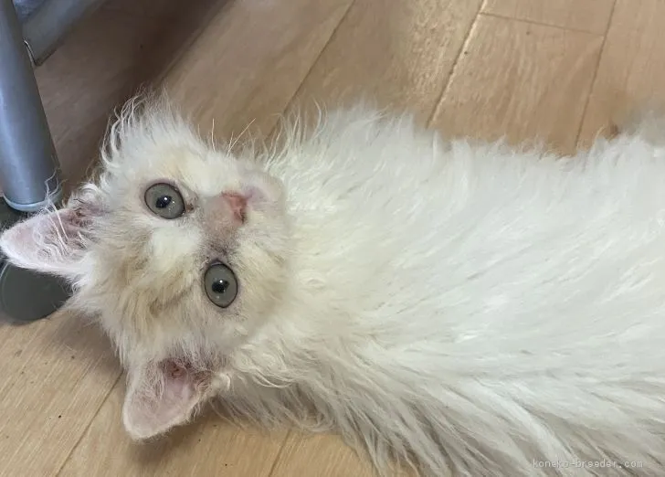 ID：2005-02128の子猫