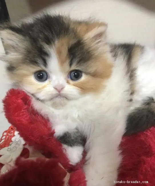 ID:1910-00423の子猫