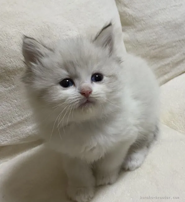 ID：2112-02047の子猫