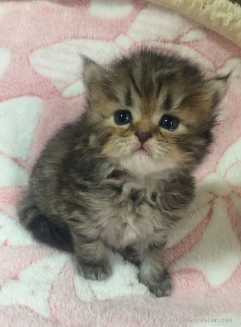 ID:1608-00422の子猫