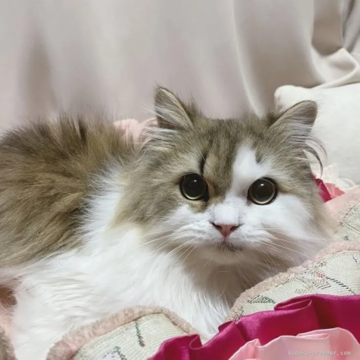 ID：2310-02357の子猫