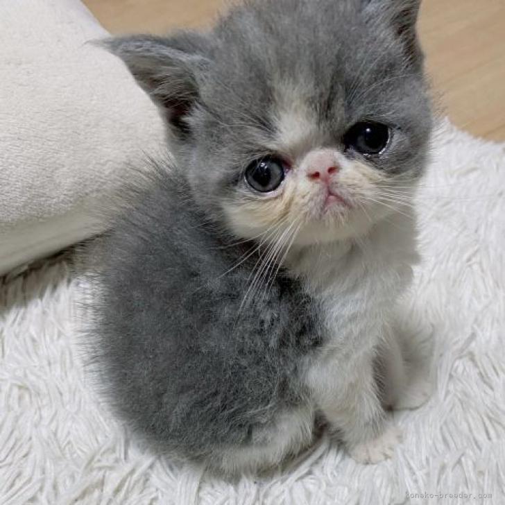 エキゾチックショートヘア 千葉県 男の子 22年7月7日 ブルー ホワイト 可愛いお顔 みんなの子猫ブリーダー 子猫id 28