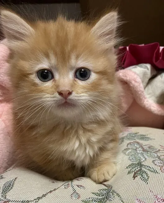 トモ 様のお迎えした子猫