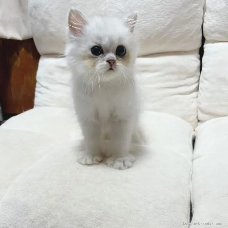 ID：2210-01369の子猫