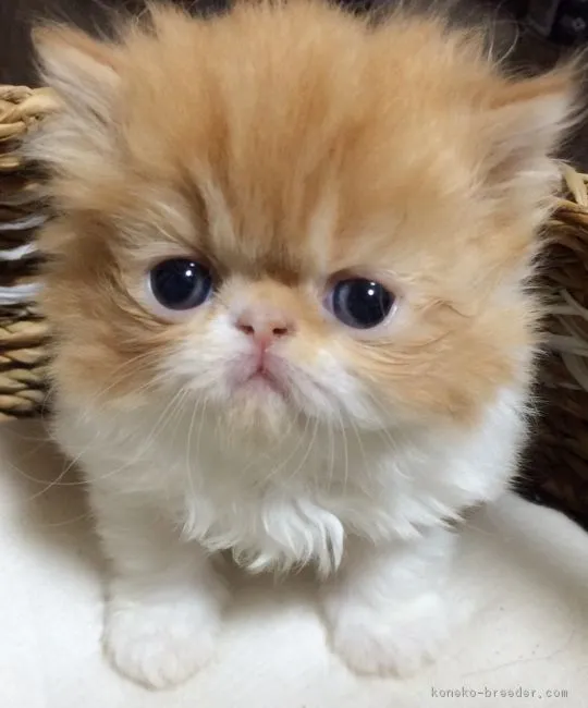 ID：1611-00061の子猫