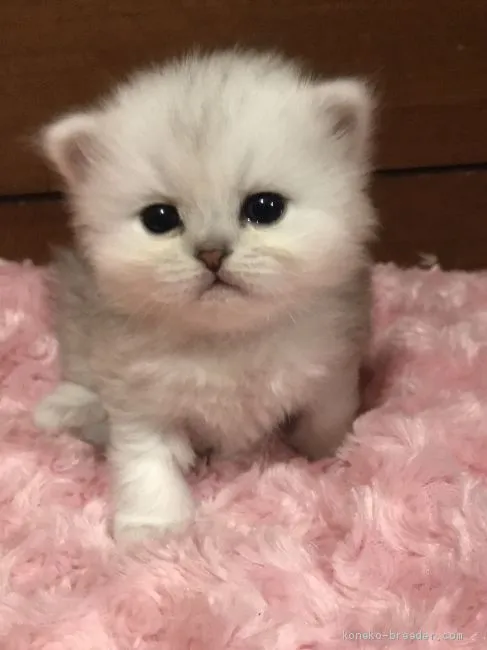 ID：2001-00385の子猫