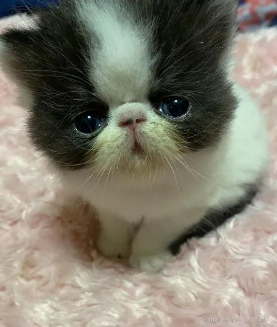 ID：2005-00978の子猫