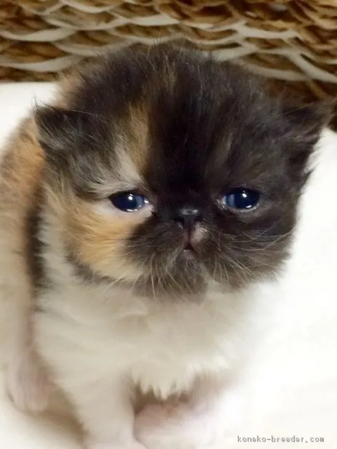 ID：1610-00773の子猫