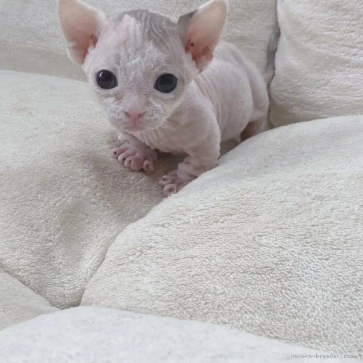 ID：2306-01378の子猫