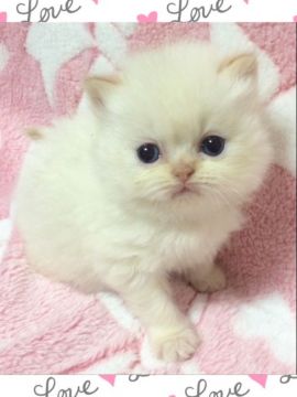 ヒマラヤン【千葉県・女の子・2016年3月18日・フレームポイント】の写真「ふわふわの綿あめみたいで可愛いです💓」