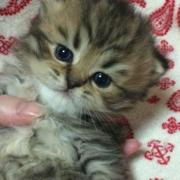 ペルシャ(チンチラ)【千葉県・男の子・2016年2月4日・チンチラシェーデッドゴールデン】の写真「」