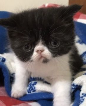 エキゾチックショートヘア【千葉県・男の子・2017年7月16日・ブラック&ホワイト（ショート）】の写真「お鼻が歪んでますが、可愛い子です❣️」