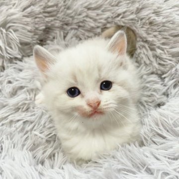 マンチカン(短足)【千葉県・女の子・2023年11月12日・ライラックトーティポイントバイカラー(三毛)（ショート）】の写真「可愛すぎる短足ちゃん♡」