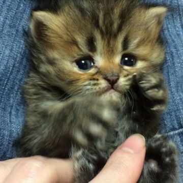 ペルシャ(チンチラ)【千葉県・男の子・2016年2月6日・チンチラゴールデン】の写真「美男子くん💓」