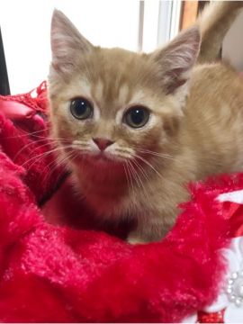 マンチカン(短足)【千葉県・男の子・2019年2月24日・レッドダビー（ショート）】の写真「甘えたくん💓」