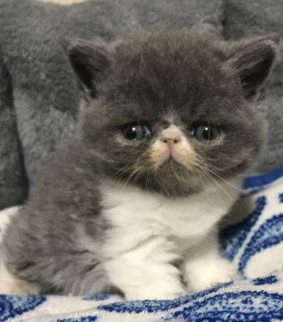 エキゾチックショートヘア【千葉県・男の子・2017年10月21日・ブルー&ホワイト（ショート）】の写真「マイペースなボクちゃん❤」