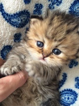 ペルシャ(チンチラ)【千葉県・女の子・2016年4月11日・チンチラゴールデン】の写真「可愛いお顔のおちゃめさん💓」