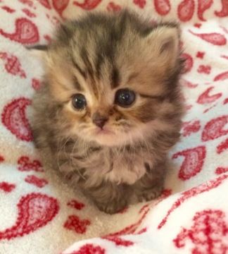 ペルシャ(チンチラ)【千葉県・女の子・2016年2月6日・チンチラゴールデン】の写真「パッチリおめめのかわい子ちゃん💓」