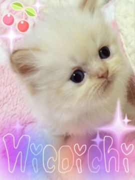 ヒマラヤン【千葉県・女の子・2016年3月18日・フレームポイント】の写真「美人さんです💓」