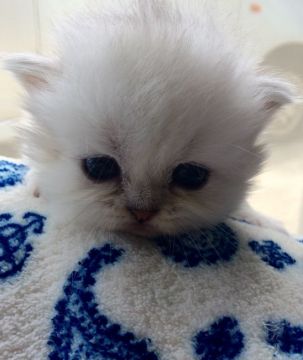 ペルシャ(チンチラ)【千葉県・女の子・2016年4月11日・チンチラシルバー】の写真「白くてふわふわ💓」