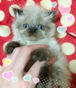ヒマラヤン【千葉県・男の子・2016年3月18日・シールポイント】の写真「愛嬌たっぷりの甘えたくんです💓」