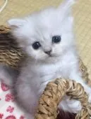 ペルシャ(チンチラ)【千葉県・男の子・2016年9月30日・】の写真1