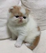 エキゾチックショートヘア【千葉県・女の子・2022年4月6日・レッドタビー&ホワイト】の写真1